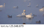Лебединое озеро в Алтайском крае / Swans on Altai lake Svetloe in the evaporation mist at evening time in winter. Стоковое видео, видеограф Сергей Пристяжнюк (Serg Zastavkin) / Фотобанк Лори