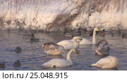 Лебединое озеро в Алтайском крае / Swans on Altai lake Svetloe in the evaporation mist at evening time in winter. Стоковое видео, видеограф Сергей Пристяжнюк (Serg Zastavkin) / Фотобанк Лори
