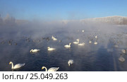 Лебединое озеро в Алтайском крае / Swans on Altai lake Svetloe in the evaporation mist at morning time in winter. Стоковое видео, видеограф Сергей Пристяжнюк (Serg Zastavkin) / Фотобанк Лори