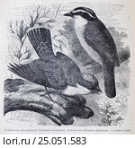 1) Тираннъ каролинский (Tyrannus carolinensis), 2) Бентеви (Tyrannus sulfuratus)  - рисунок из книги А. Брэма "Жизнь животных" 1896г. Стоковая иллюстрация, иллюстратор Вера Смолянинова / Фотобанк Лори