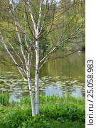 Цветущая береза полезная (гималайская) (Betula utilis D.Don ) на берегу пруда. Стоковое фото, фотограф Ирина Борсученко / Фотобанк Лори