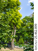 Робиния ложноакациевая (Robinia pseudoacacia) Стоковое фото, фотограф Алёшина Оксана / Фотобанк Лори