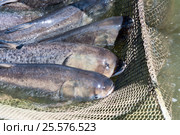 A few carp in a fishing net. Fish farms. Стоковое фото, фотограф Андрей Радченко / Фотобанк Лори