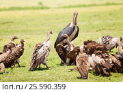 Marabou and vultures eating carrion in savannah. Стоковое фото, фотограф Сергей Новиков / Фотобанк Лори