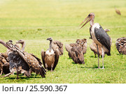 Herd of white-backed vultures and marabou stork. Стоковое фото, фотограф Сергей Новиков / Фотобанк Лори