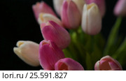 Close-up of a bouquet of tulips on a dark background. Стоковое видео, видеограф Сергей Кальсин / Фотобанк Лори