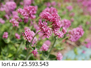 Соцветия валерианы красной (лат.Centranthus ruber), малая ГРИП. Стоковое фото, фотограф Галина Хорошман / Фотобанк Лори