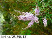 Vitex agnus-castus. Стоковое фото, фотограф Elena Odareeva / Фотобанк Лори