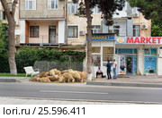 People sale sheeps during Bakrid festival Eid al-Adha. Baku (2016 год). Редакционное фото, фотограф Elena Odareeva / Фотобанк Лори