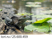 Леопардовая лягушка  (Rana pipiens) на бревне в пруду в окружении листьев кубышек. Стоковое фото, фотограф Ирина Кожемякина / Фотобанк Лори