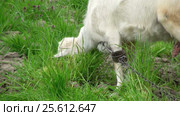 Goat on green meadow. Стоковое видео, видеограф Андрей Зык / Фотобанк Лори