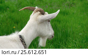 Goat on green meadow. Стоковое видео, видеограф Андрей Зык / Фотобанк Лори