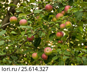 Unripe apples on an apple-tree. Стоковое фото, фотограф Андрей Есин / Фотобанк Лори