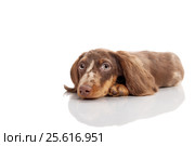 Small dachshund dog. Стоковое фото, фотограф Екатерина Куракина / Фотобанк Лори