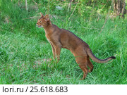 Кошка породы абиссинская на улице в зелённой траве. Стоковое фото, фотограф Горшков Игорь / Фотобанк Лори