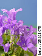 Campanula muralis flowers. Стоковое фото, фотограф Iordache Magdalena / Фотобанк Лори