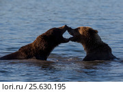 Two wild bears play in water in their natural habitat (2016 год). Редакционное фото, фотограф Николай Винокуров / Фотобанк Лори