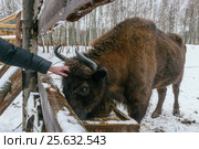 Tourist Strokes European Bison in National Park (2017 год). Редакционное фото, фотограф Магадеева Елена / Фотобанк Лори