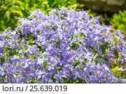 Флокс растопыренный (Phlox divaricata). Голубые флоксы крупням планом. Стоковое фото, фотограф Дудакова / Фотобанк Лори