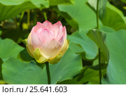 Лотос орехоносный (лат. Nelumbo nucifera) — вид многолетних травянистых земноводных растений из рода Лотос - в Краснодарском крае. Стоковое фото, фотограф Наталья Гармашева / Фотобанк Лори