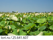 Лотос орехоносный (лат. Nelumbo nucifera) — вид многолетних травянистых земноводных растений из рода Лотос - в речной заводи реки Кубань в Краснодарском крае. Стоковое фото, фотограф Наталья Гармашева / Фотобанк Лори