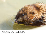 Ондатра, или мускусная крыса (лат. Ondatra zibethicus) — млекопитающее подсемейства полёвок отряда грызунов - что-то ест на мелководьем из Северной Америки, акклиматизированный в Евразии, в том числе в России. Стоковое фото, фотограф Наталья Гармашева / Фотобанк Лори