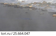 Оляпка на берегу реки Катунь на Алтае / Bird white-throated dipper Cinclus cinclus in water of Altai river Katun in winter time. Стоковое видео, видеограф Сергей Пристяжнюк (Serg Zastavkin) / Фотобанк Лори