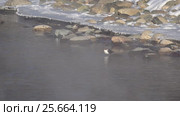Оляпка на берегу реки Катунь на Алтае / Bird white-throated dipper Cinclus cinclus in water of Altai river Katun in winter time. Стоковое видео, видеограф Сергей Пристяжнюк (Serg Zastavkin) / Фотобанк Лори
