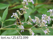 Пчела-шерстобит (лат. Anthidium manicatum) — вид перепончатокрылых насекомых из семейства мегахилид (Megachilidae) - собирает нектар на цветке. Стоковое фото, фотограф Наталья Гармашева / Фотобанк Лори