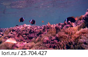 School of fish, Cinnamon Clownfish or Fire Clownfish - Amphiprion melanopus swim over shallow coral reef under surface of water, Oceania, Indonesia, Southeast Asia. Стоковое видео, видеограф Некрасов Андрей / Фотобанк Лори