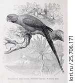 Ожереловый попугайчикъ  (Palaeornis torquatus) -  рисунок из книги А. Брэма "Жизнь животных" 1896 г. Стоковая иллюстрация, иллюстратор Вера Смолянинова / Фотобанк Лори