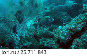 Harlequin sweetlips stands next to the coral reef, Oceania, Indonesia, Southeast Asia. Стоковое видео, видеограф Некрасов Андрей / Фотобанк Лори