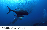 Underwater photographer takes pictures school of fish, giant trevally - Caranx ignobilis, Oceania, Indonesia, Southeast Asia. Стоковое видео, видеограф Некрасов Андрей / Фотобанк Лори