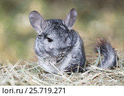 Grey chinchilla outdoors. Стоковое фото, фотограф Алексей Кузнецов / Фотобанк Лори