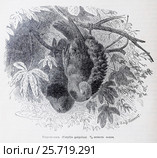 Серендакъ  (Coryllis galgulus)  -  рисунок из книги А. Брэма "Жизнь животных" 1896 г. Стоковая иллюстрация, иллюстратор Вера Смолянинова / Фотобанк Лори