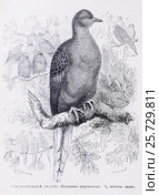 Странствующий голубь (Ectopistes migratorius)  -  рисунок из книги А. Брэма "Жизнь животных" 1896 г. Стоковая иллюстрация, иллюстратор Вера Смолянинова / Фотобанк Лори