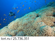 Camera man scuba diver swims near flowerpot coral (Goniopora columna) Red sea, Sharm El Sheikh, Sinai Peninsula, Egypt. Стоковое фото, фотограф Некрасов Андрей / Фотобанк Лори