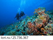 Two scuba divers, man and woman swimming near coral reef and looks at a shoal of fish sea goldie (Pseudanthias squamipinnis) Red Sea, Egypt. Стоковое фото, фотограф Некрасов Андрей / Фотобанк Лори