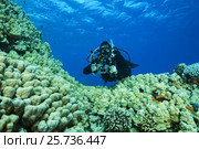 Camera man scuba diver swims near Dome Coral or Hump Coral (Porites nodifera) Red sea, Sharm El Sheikh, Sinai Peninsula, Egypt (2016 год). Редакционное фото, фотограф Некрасов Андрей / Фотобанк Лори