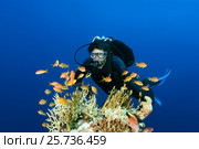 Male scuba diver swimming near coral reef and looks at a shoal of fish sea goldie (Pseudanthias squamipinnis) Red Sea, Egypt (2016 год). Редакционное фото, фотограф Некрасов Андрей / Фотобанк Лори