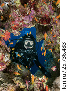 Female scuba diver looks into cave and looks at school of fish sea goldie (Pseudanthias squamipinnis) Dahab, Red Sea, Egypt. Стоковое фото, фотограф Некрасов Андрей / Фотобанк Лори