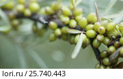 Unripe Seabuckthorn. Стоковое видео, видеограф Потийко Сергей / Фотобанк Лори