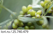 Unripe Seabuckthorn. Стоковое видео, видеограф Потийко Сергей / Фотобанк Лори