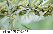 Unripe Seabuckthorn. Стоковое видео, видеограф Потийко Сергей / Фотобанк Лори