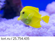 Зебрасома парусная желтая. Yellow sailfin tang. Стоковое фото, фотограф Галина Савина / Фотобанк Лори