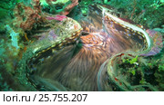Movement of the mantle in slightly open mussels shell. Стоковое видео, видеограф Фотограф / Фотобанк Лори