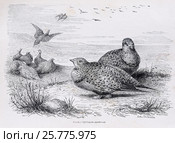 Саджа (Syrrhaptes paradoxus)  -  рисунок из книги А. Брэма "Жизнь животных" 1896 г. Стоковая иллюстрация, иллюстратор Вера Смолянинова / Фотобанк Лори