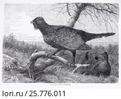 Глухарь (Tetrao urogallus)  -  рисунок из книги А. Брэма "Жизнь животных" 1896 г. Стоковая иллюстрация, иллюстратор Вера Смолянинова / Фотобанк Лори
