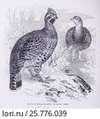 Рябчикъ (Tetrao bonasia)  -  рисунок из книги А. Брэма "Жизнь животных" 1896 г. Стоковая иллюстрация, иллюстратор Вера Смолянинова / Фотобанк Лори