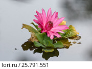 Водная лилия (Lily) Стоковое фото, фотограф Владимир Борисов / Фотобанк Лори
